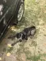 Бретон шпаньол за труфели, снимка 2