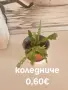 Различни  цветя , снимка 18