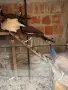 Продавам мъжки и женски пауни, снимка 4