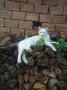 снежно бели котенца, 5мес., снимка 11