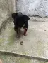 чиху пинчер мини момче , снимка 2