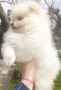 Померан, померанче, снимка 4