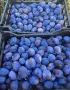 Продавам сини сливи за ракия, снимка 1
