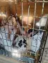 Зайци на 6 месеца 25 евро , снимка 2