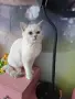 Британско момиче., снимка 6