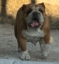 Английски булдог, снимка 10
