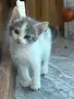 Подаряваме прекрасни малки котенца, снимка 13