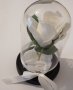 Изкуствена роза под стъклен похлупак, Дървена основа,Бяла, 17x11 см