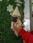 Френски булдог french bulldog , снимка 1