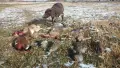 Курцхаари на две години , снимка 11