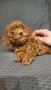 пуделчета той/ момче и момиче/toy poodle, снимка 3