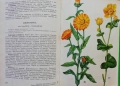 Нашите лекарствени растения, част 1, Нено Стоянов, снимка 5