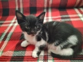 Подарявам много красиви домашни котенца , снимка 6