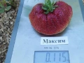 Гигантска Ягода - Максим , снимка 1