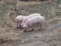 Продавам малки прасенца, снимка 2