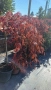 Японски клен Acer, снимка 3