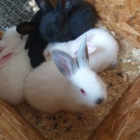 зайци на различна възраст , снимка 2 - Други - 44262462