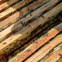 Пчелни отводки 2024, снимка 1 - За пчели - 43701166