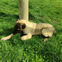 Продавам мъжко кученце на 4 месеца порода Турски кангал, снимка 1 - Кангал - 44839628