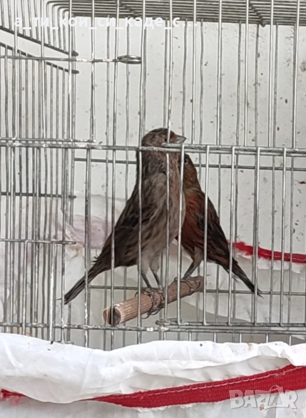 Промоция последни мъжки  канари порода Джаспе , снимка 1