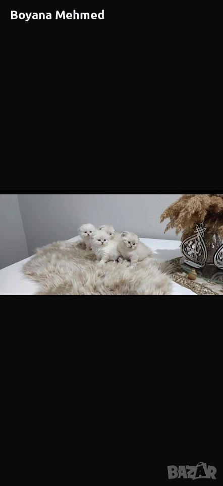 Британски късокосместа и шотлански клепоухи, снимка 1