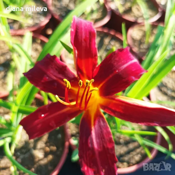 Хемерокалис Crimson Pirate, студоустойчив, снимка 1