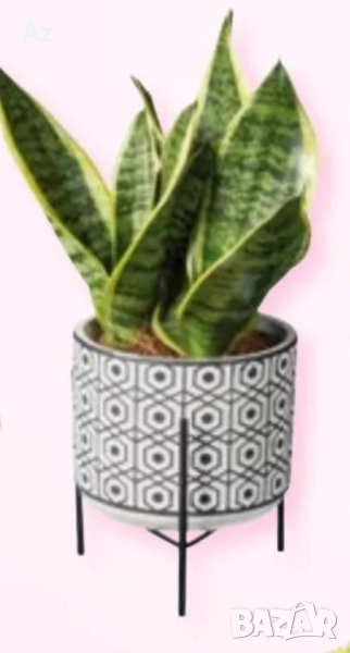 Цвете Меч, снимка 1