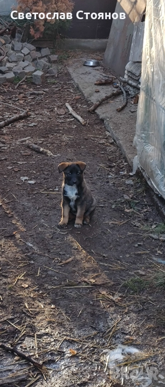 Подаряваме кученца, снимка 1