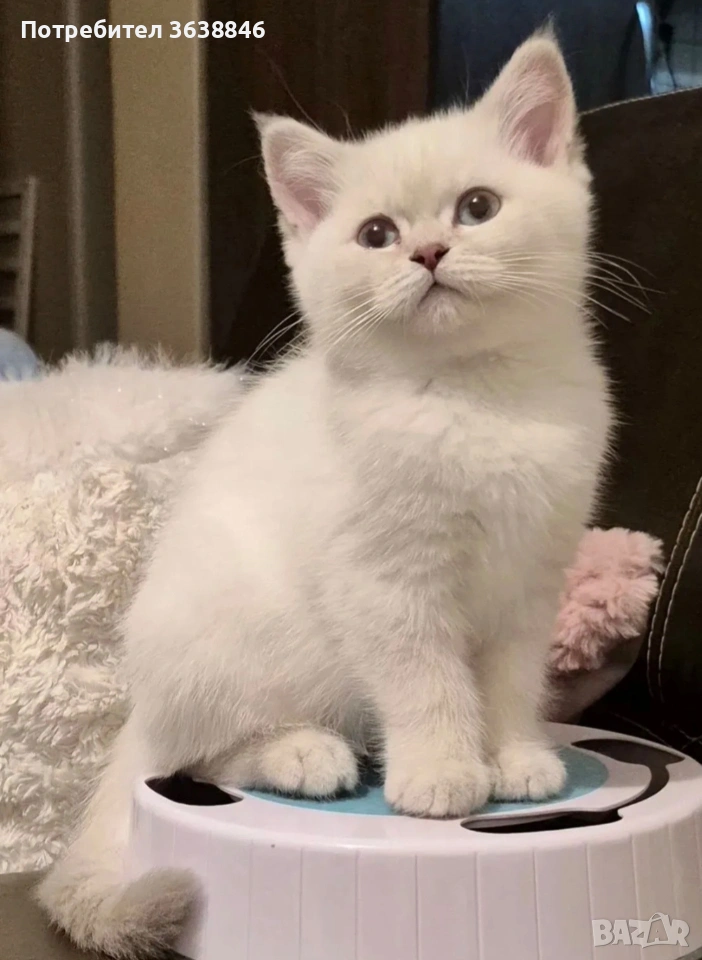 Британска късокосместа, снимка 1