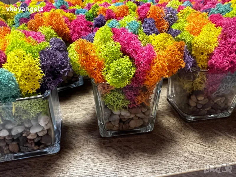 Бурканчета с естествен скандинавски мъх , снимка 1