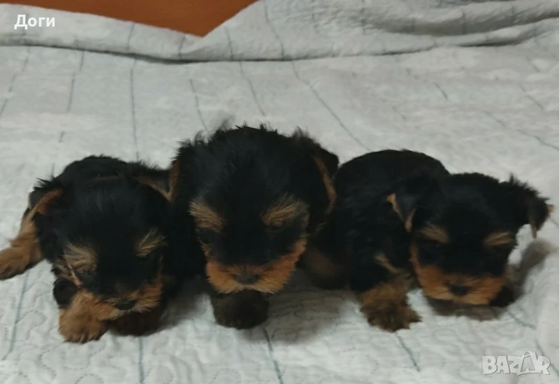 Продавам Йоркширски териер , снимка 1