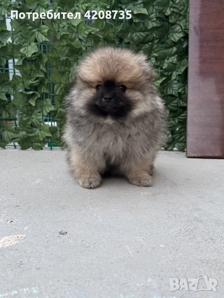 Мини померан. , снимка 1