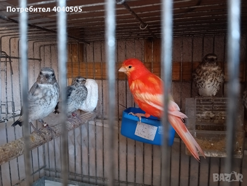 канарчета , снимка 1