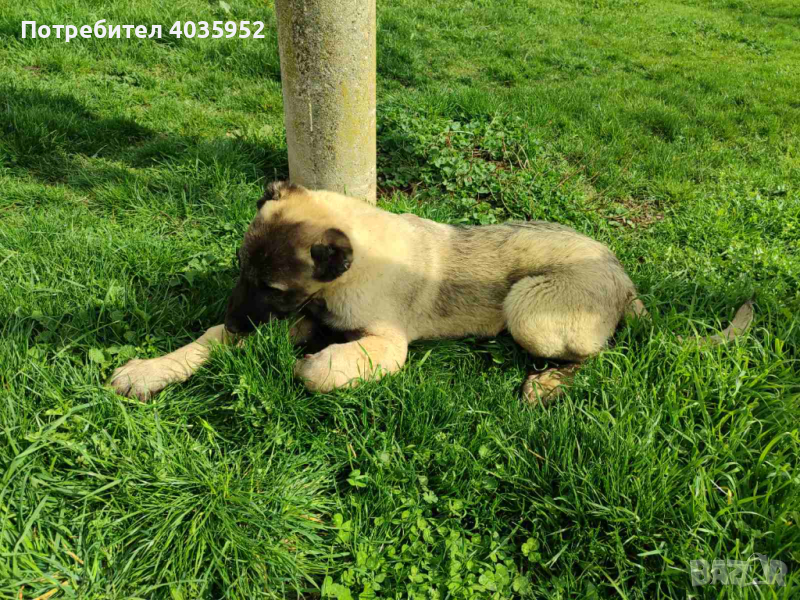 Продавам мъжко кученце на 4 месеца порода Турски кангал, снимка 1