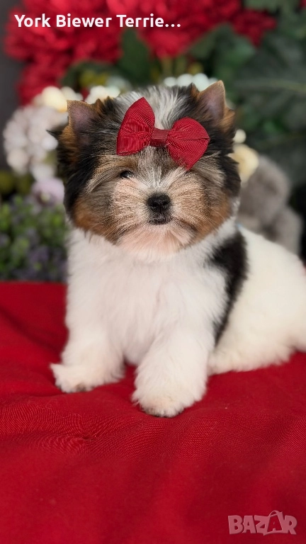 Йоркширски Териер! Страхотни кученцата с родословие! Доставка , снимка 1