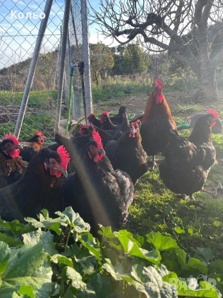 Петли за курбан или разплод порода черен Маран , снимка 1