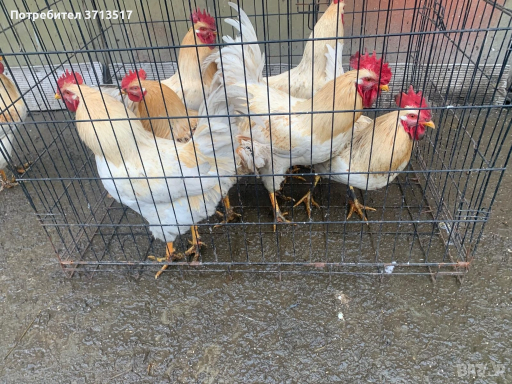  Домашни петли 20лв, снимка 1