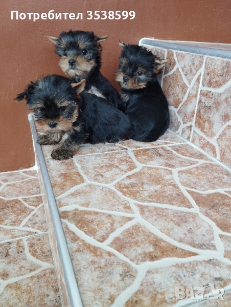 Мини Йоркширски Териер , снимка 1