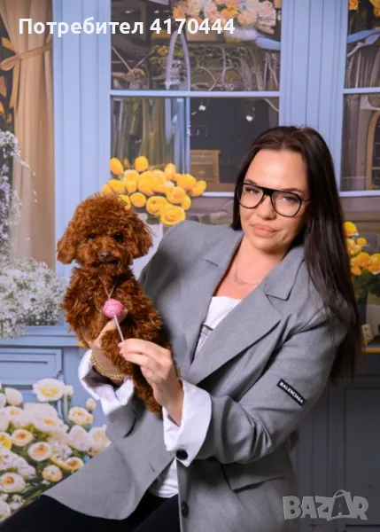 Poodle Toy/Пудел Той, снимка 1