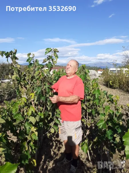 Черна черница- ШАНДУДИЯ, 15лв., снимка 1