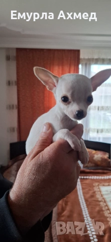 Мъжко бяло чихуахуа, снимка 3 - Чихуахуа - 53526810