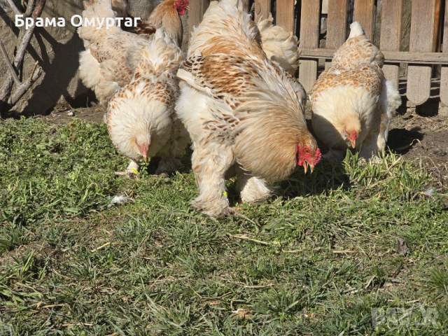 Продавам разплодни яйца от Бяло златна Брама [White gold Brahma], снимка 5 - Кокошки и пуйки - 53811702