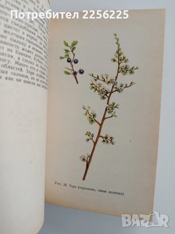 Албум с илюстрации на медоносни растения, снимка 5 - Специализирана литература - 52471052