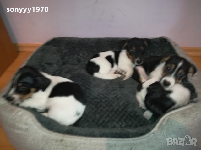 ДЖАК РЪСЕЛ КУЧЕНЦА-ЖЕНСКО ИЛИ МЪЖКО 0410251719, снимка 16 - Джак ръсел териер - 51944592