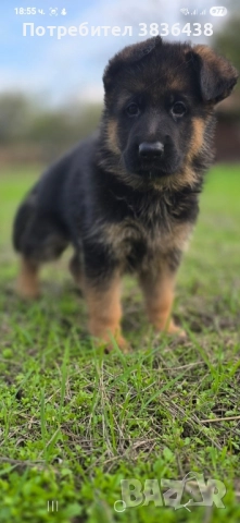 Чистокръвни немски овчарки, снимка 6 - Немска овчарка - 52158703