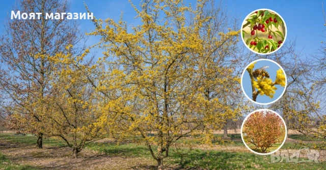 Жълт Дрян, снимка 3 - Градински цветя и растения - 53630568