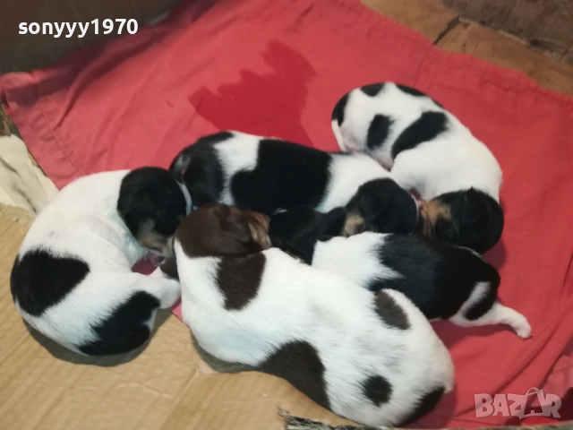 ДЖАК РЪСЕЛ-250ЛВ ЗА СЛАДКО КУТРЕ ПО ИЗБОР 2808250855