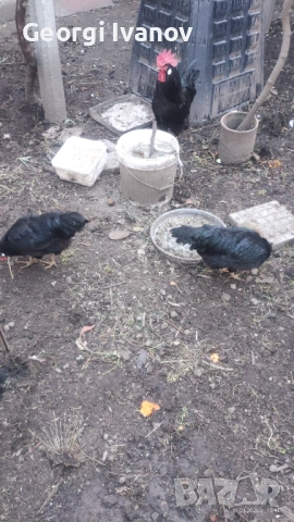 Яйца за люпене