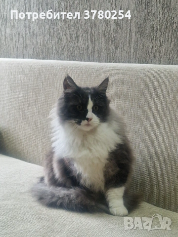 Мейн Кун , снимка 4 - Мейн кун - 53490558