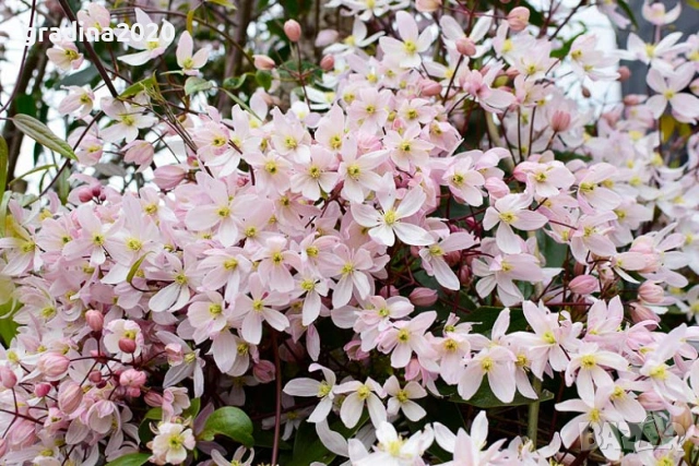 Клематис - Вечнозелен Цвят - Бял И розов, снимка 11 - Разсади - 53496697